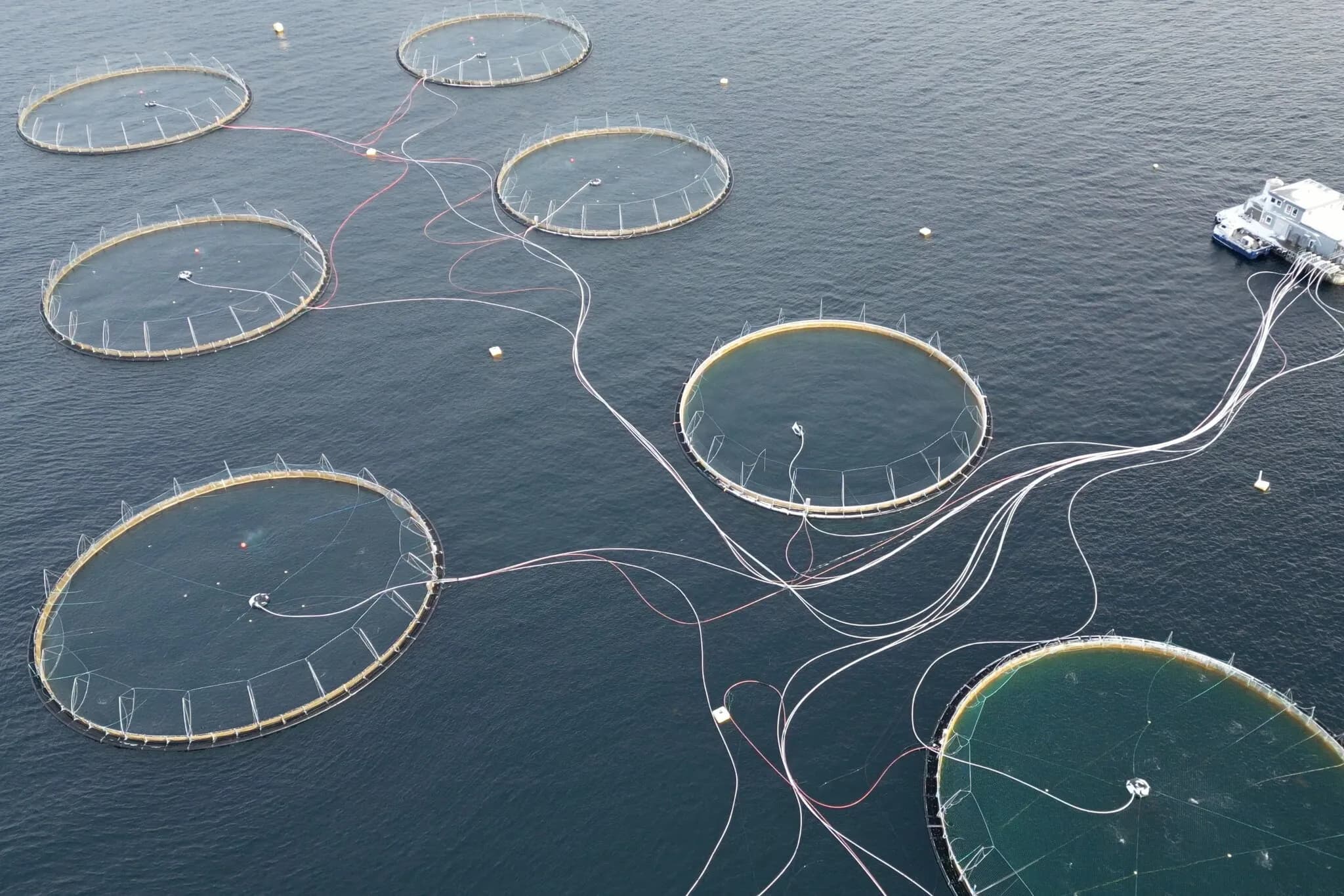 How to Buy and Eat Seafood Responsibly