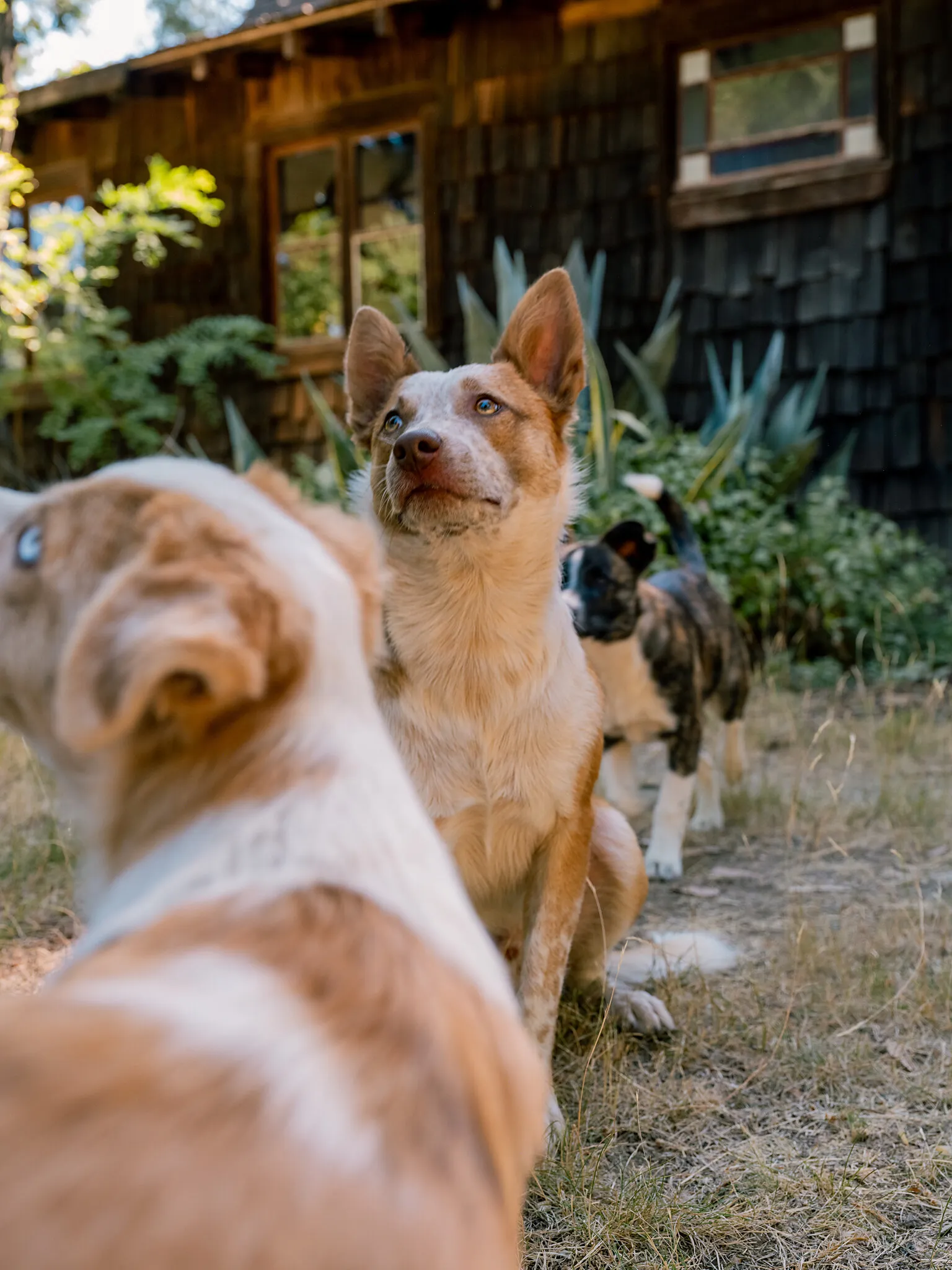 The Man in Search of the Perfect Dog