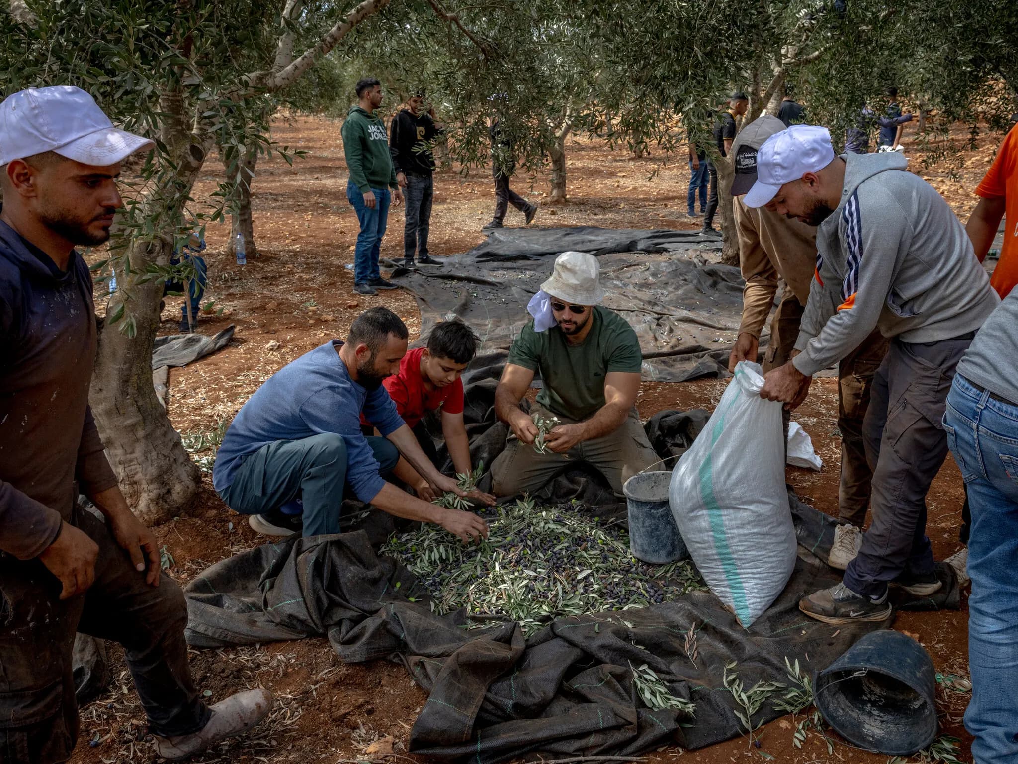 Israeli Settlers Turn a Palestinian Rite Into a Gantlet of Violence and Fear